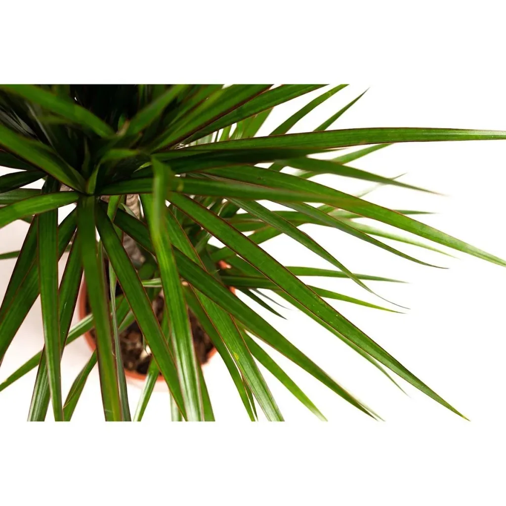 Blooming Dragon Tree - Dracaena Marginata - Large - 75-80cm - 1 piece
