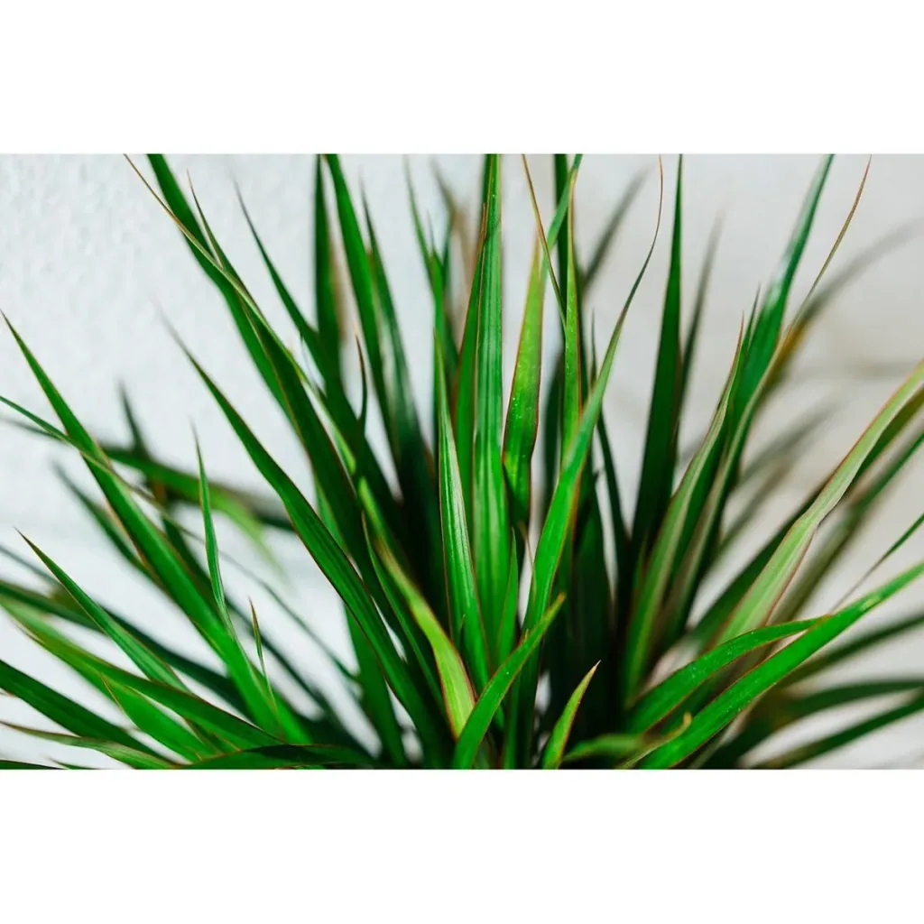 Blooming Dragon Tree - Dracaena Marginata - Large - 75-80cm - 1 piece