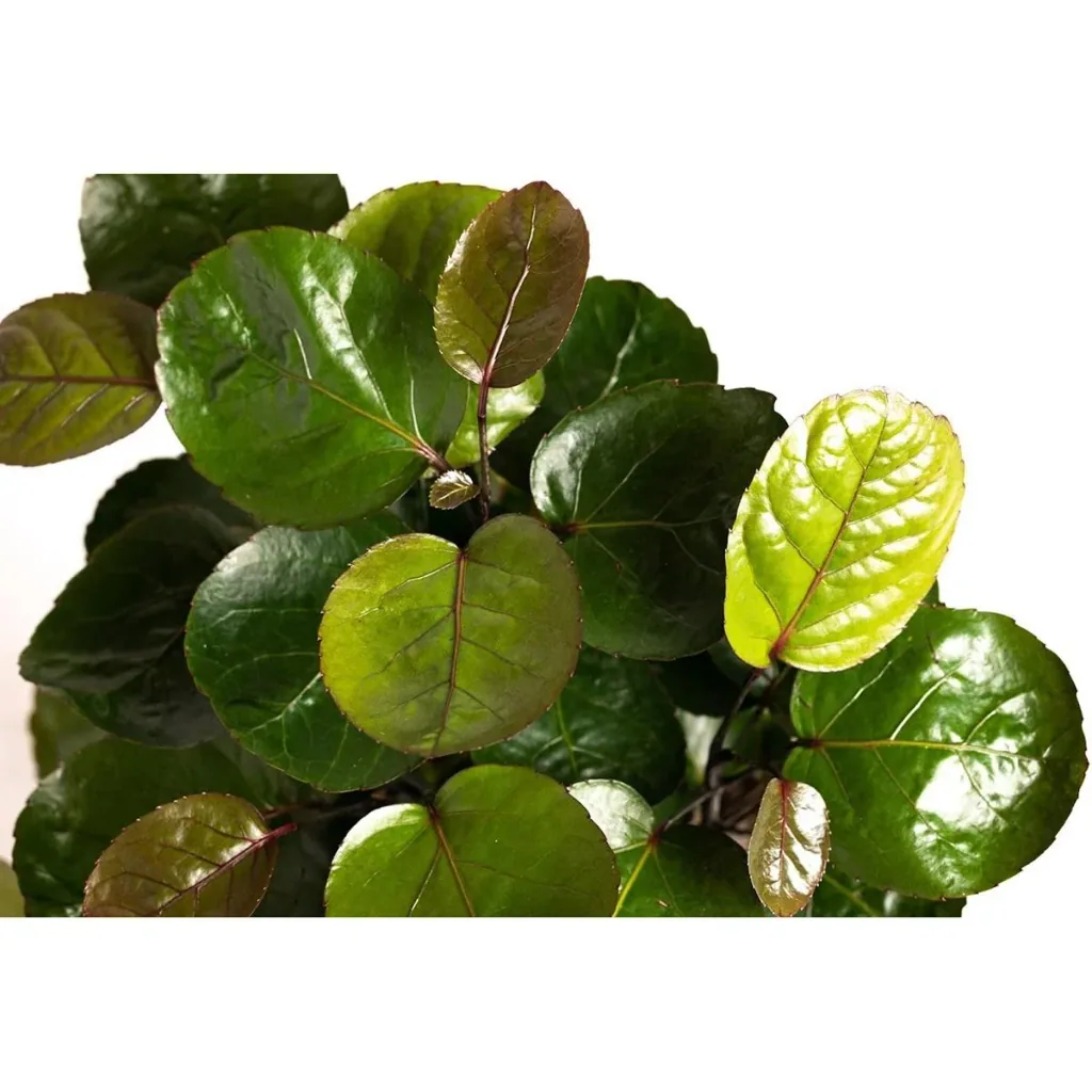 Blooming Aralia - Polyscias Fabian - Large - 55-65cm - 2 pieces