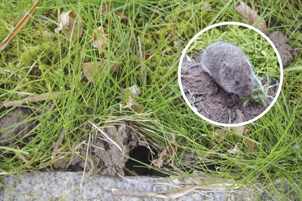 Vole pincer trap