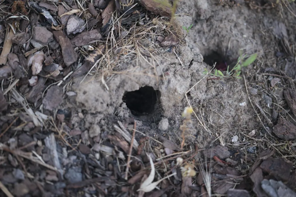 Vole pincer trap