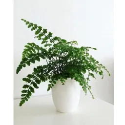 Flowering Acer mixed set -of 4 Jap