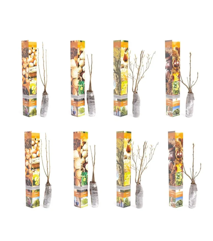 Flowering set of 8 nut plants 50-60 cm