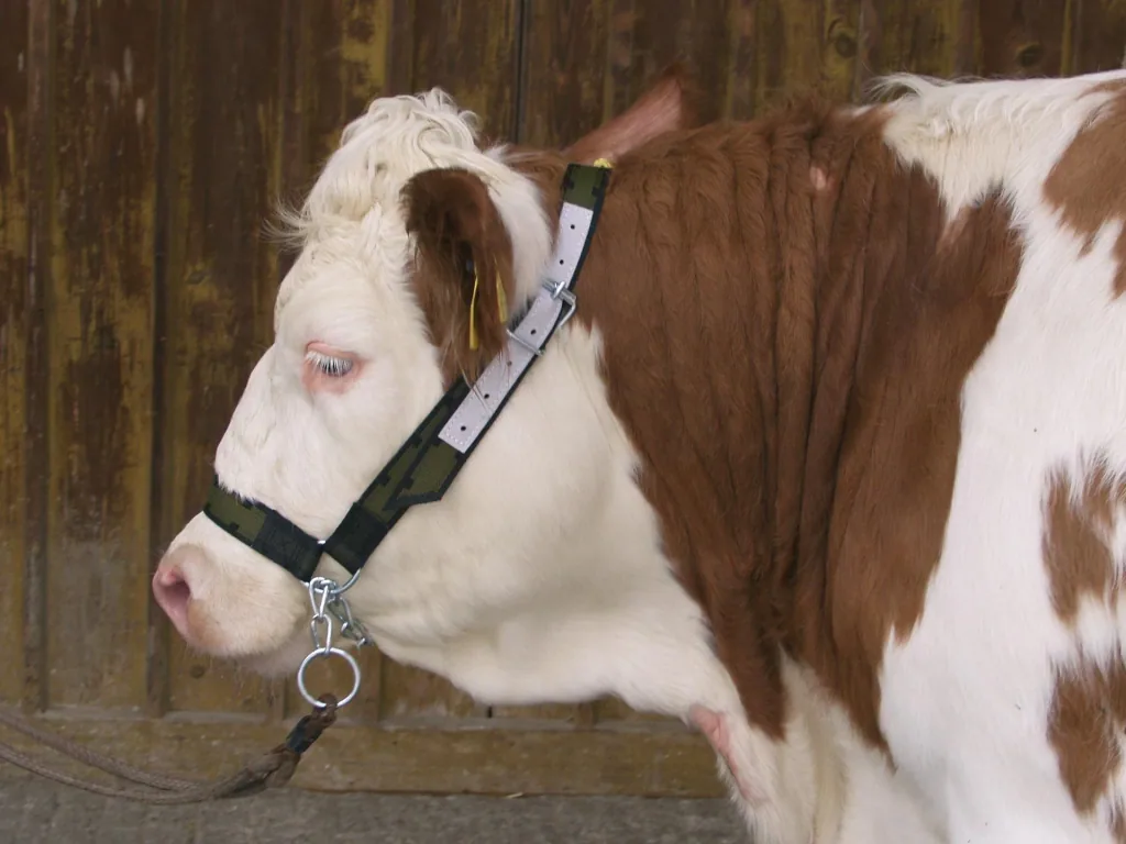 Cow halter with drawstring chin chain, made of Trevira