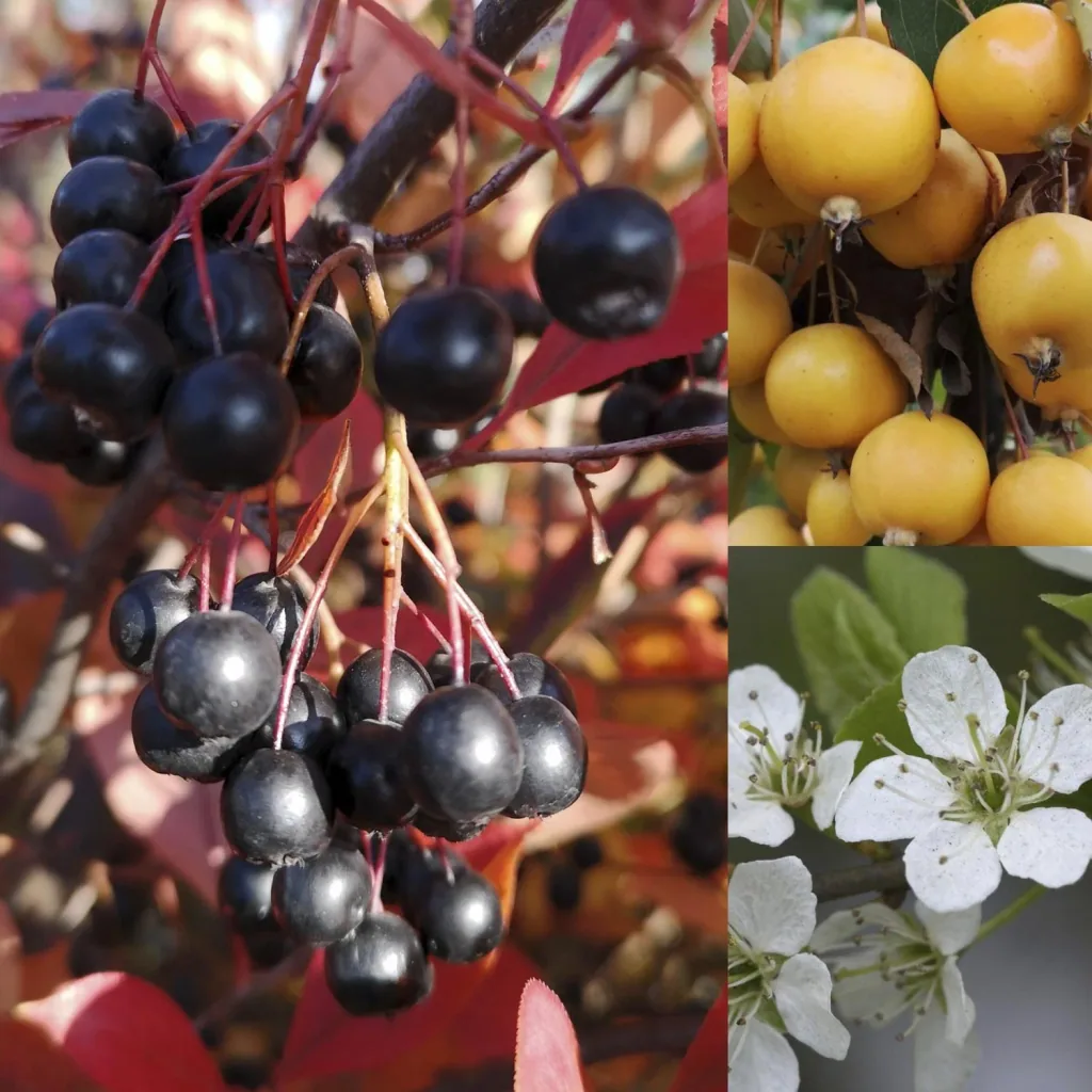 Bird feeding and protection hedge for 3 m hedge, 80-100 cm, 7.5 litre pot, 6 pieces in a set, 2 x ornamental apple, 2 x blackthorn, 2 x chokeberry