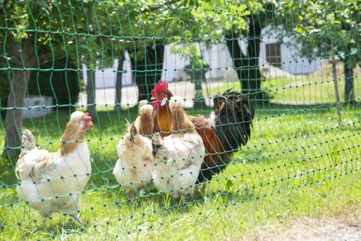Poultry net 106 cm with double spike, 25 m, non-electrifiable