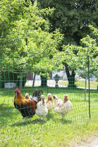 Poultry net 106 cm with double spike, 25 m, non-electrifiable
