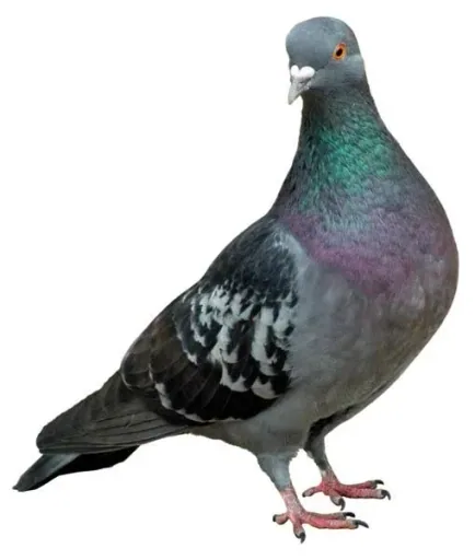 Pigeon trap, 102 x 42 x 36 cm