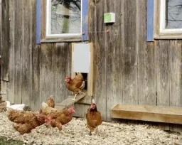 Automatic chicken door including sliding door 30 x 40 cm
