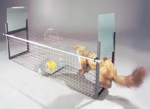 Predator live trap for foxes and raccoons, 30 x 26 x 105 cm, 5 kg