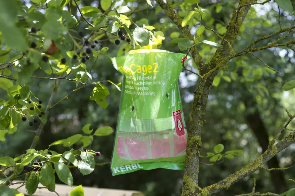 Fruit fly trap FlyCage2