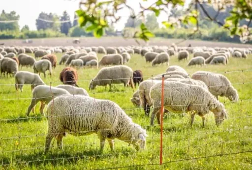 Sheep net, 50 m white/orange, height: 90 cm - double tip