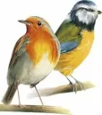 Scattered feed 1 kg, wild bird muesli