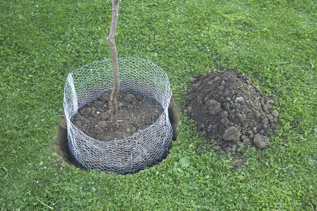 Vole basket ungalvanized, large, 60 cm