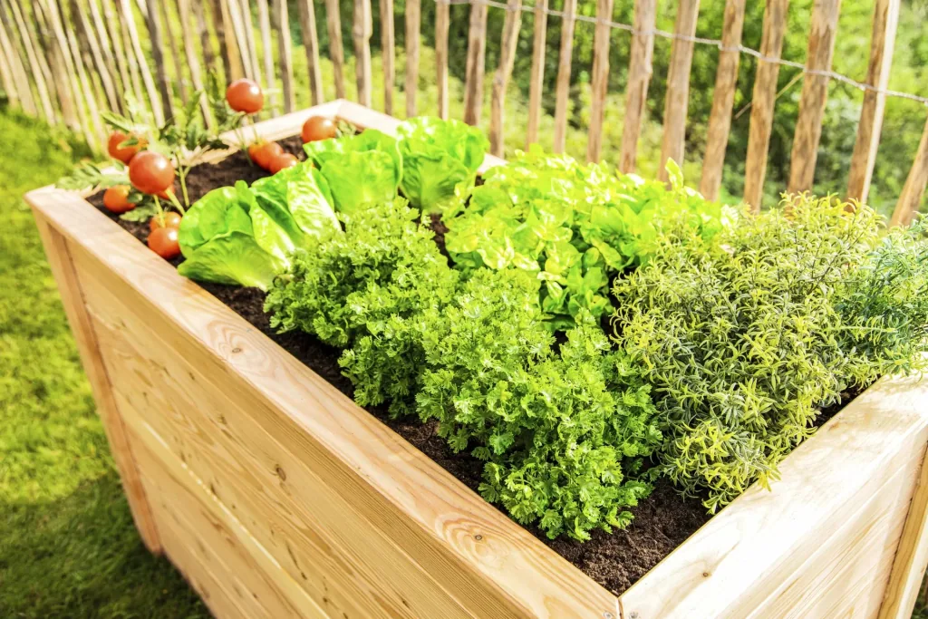 Verhoogde moestuinbak Klassiek 170, 170×90×84 cm, Natuur – FSC-larikshout, rugvriendelijk