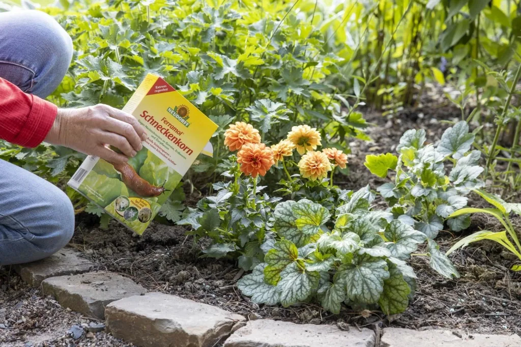 Ferramol snail pellets - with natural active ingredient