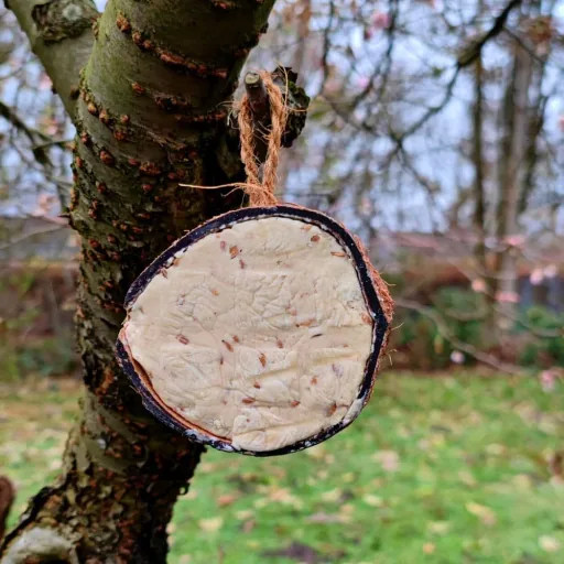 Kokosnoot Vogelvoer: Natuurlijke Halve Kokosnoot voor Tuinvogels