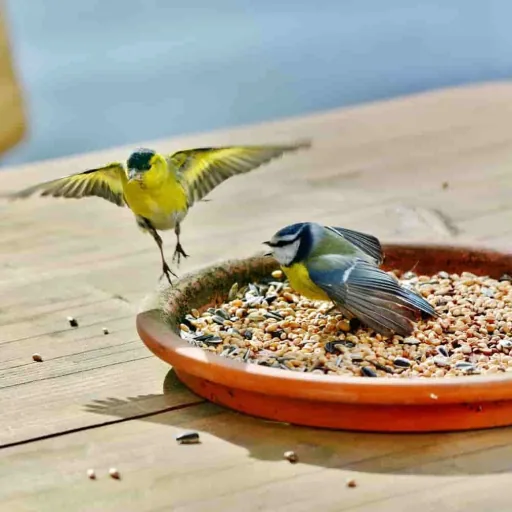 Vogelvoer 10 kg, vetrijk, tuinvogels voeren, wildvogelvoer