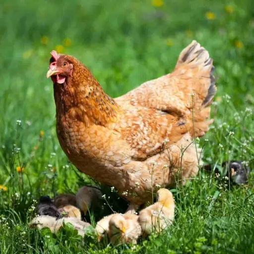 Kippenvoer 25 kg, Premium Körnerfutter PLUS, Geflügelfutter voor Hühner, Gänse, Enten