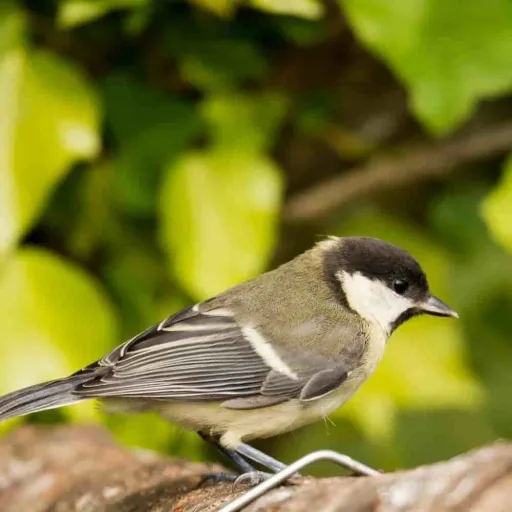 Vogelvoer, 20 kg premium wildvogelvoer zonder schil, strooivoer
