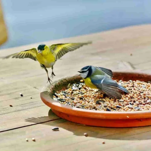 Vogelvoer 25 kg, vetrijk, strooivoer, wildvogel voer