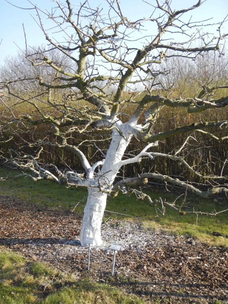 Witte verf voor fruitbomen, 1 kg