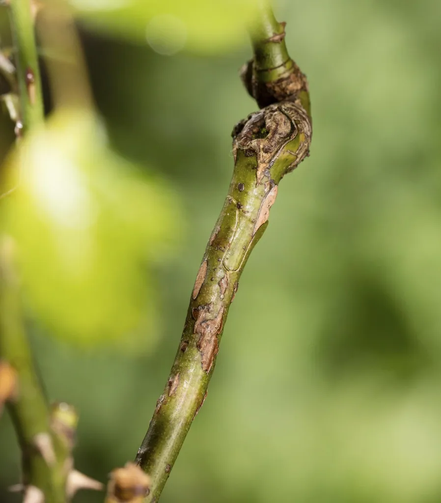 Entset met 2 vervangende Omega-messen, ombouwgereedschap en hoogwaardige opbergtas