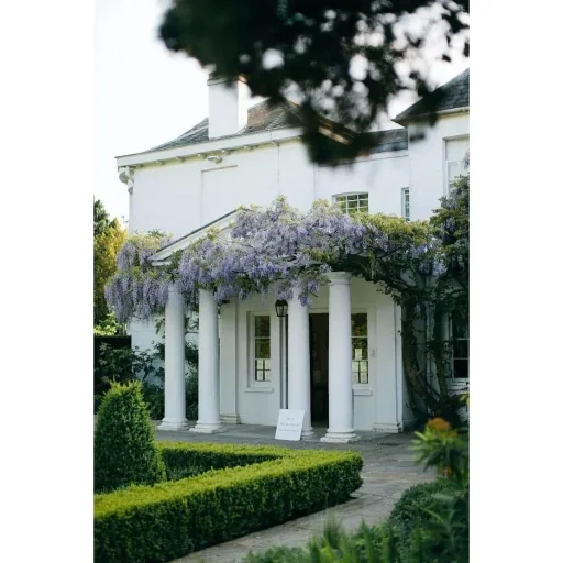 Blooming Wisteria Plants - Wisteria - 6 Pieces - 30-38Cm