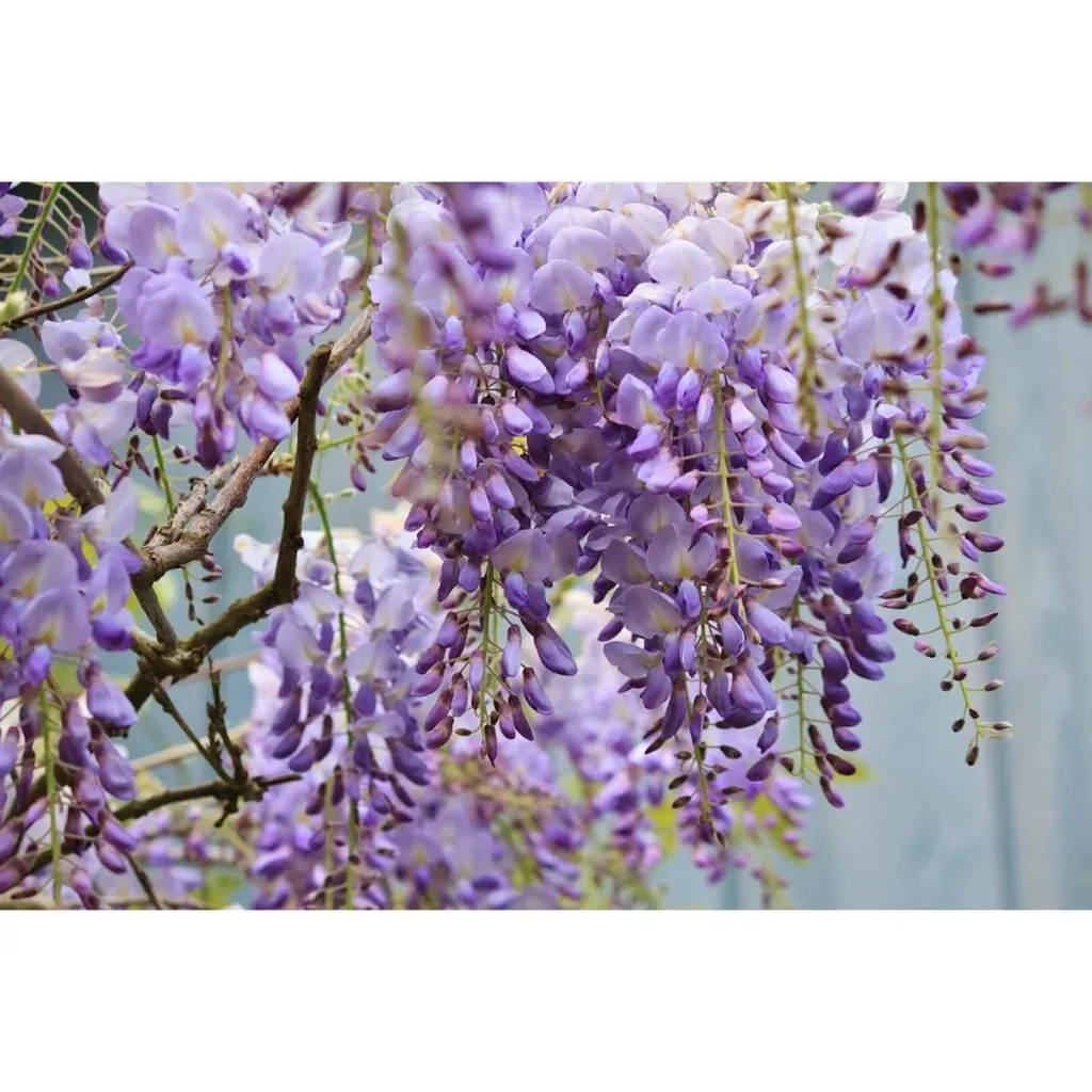 Blooming Wisteria Plants - Wisteria - 6 Pieces - 30-38Cm