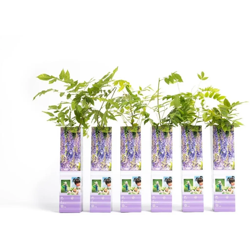Blooming Wisteria Plants - Wisteria - 6 Pieces - 30-38Cm