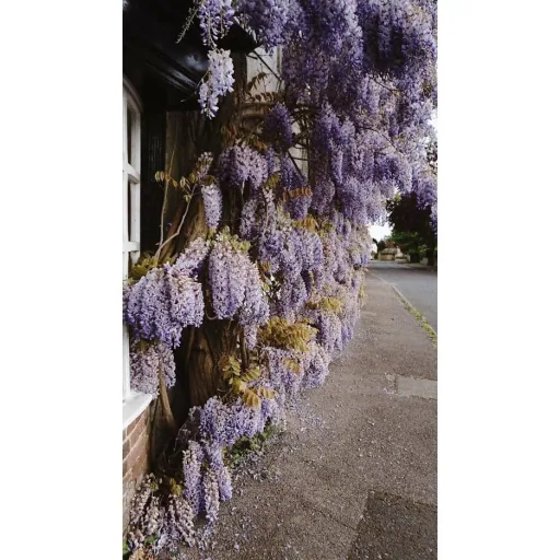 Blooming Wisteria Plants - Wisteria - 6 Pieces - 30-38Cm