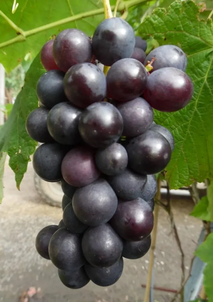Grapevine "Venus", 3.5L container, red-blue berries