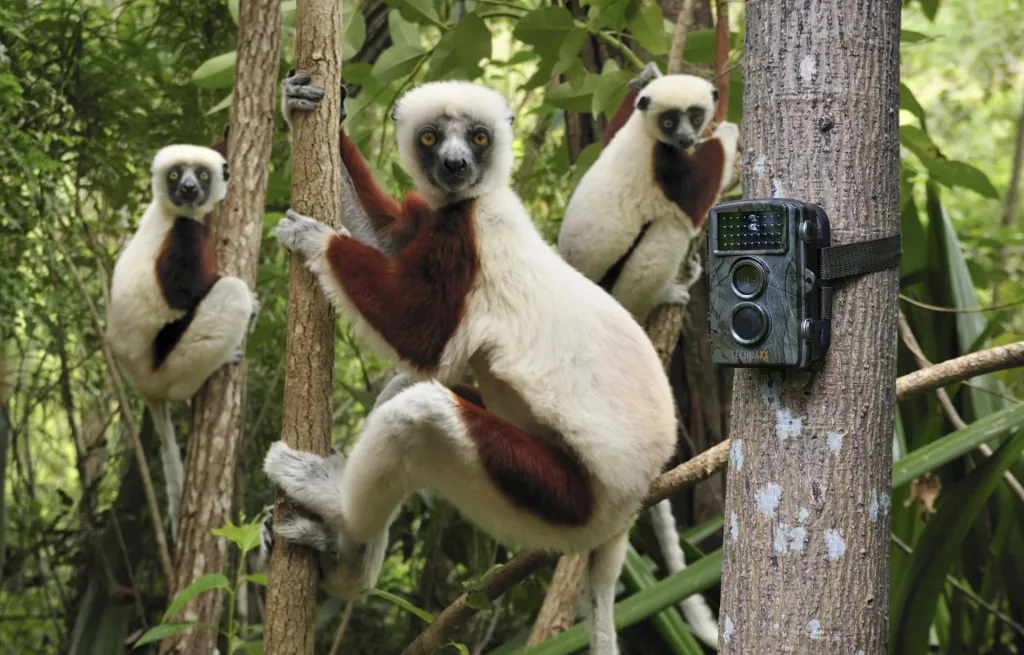 Full HD wildlife surveillance camera TX-69 for indoor and outdoor use