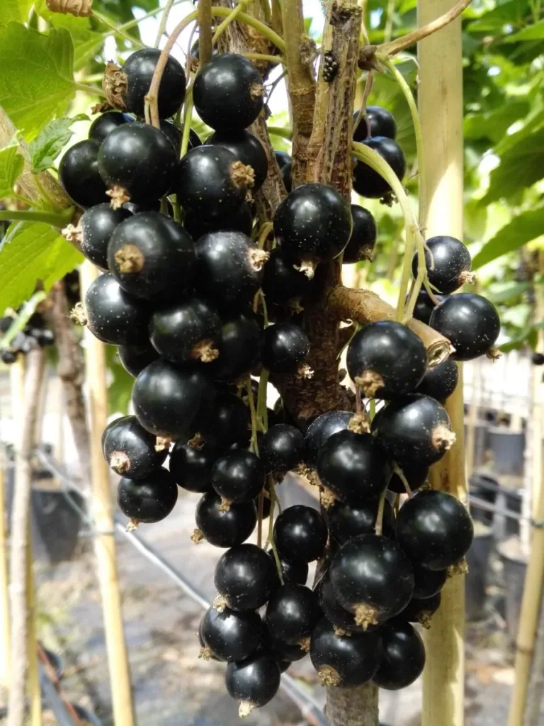 Blackcurrant "Ben Lomond" bush, in a 3.5L container