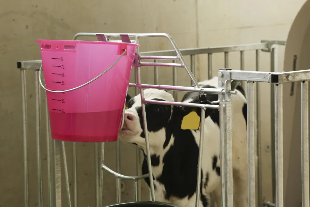 Calf drinking bucket 8 l, pink transparent with scale