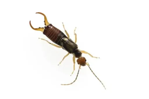 Insectenhotel XXL
