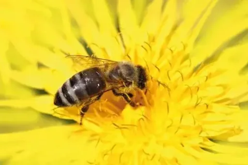 Insectenhotel XXL