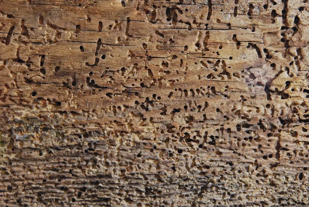 Woodworm death - spray can 400 ml
