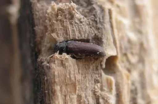 Woodworm death - spray can 400 ml