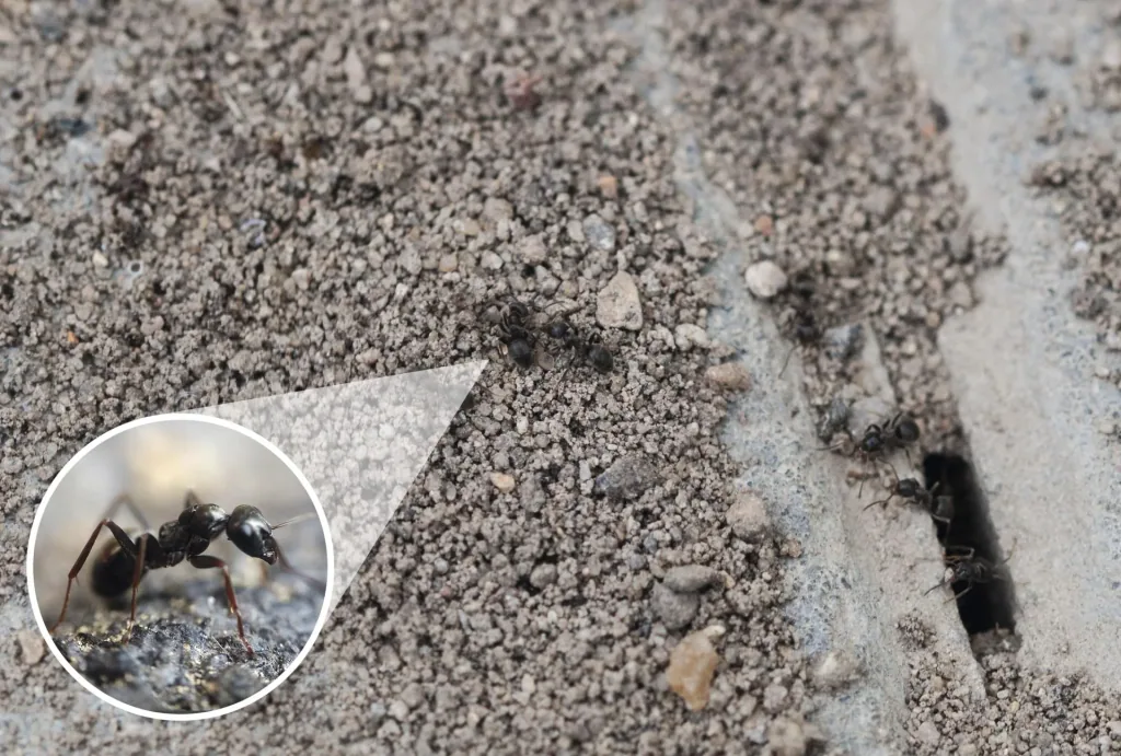 Solar ant repellent
