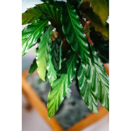 Flowering Peacock Plant - Calathea Rufibarba - Large - 50-60cm - 2 Plants