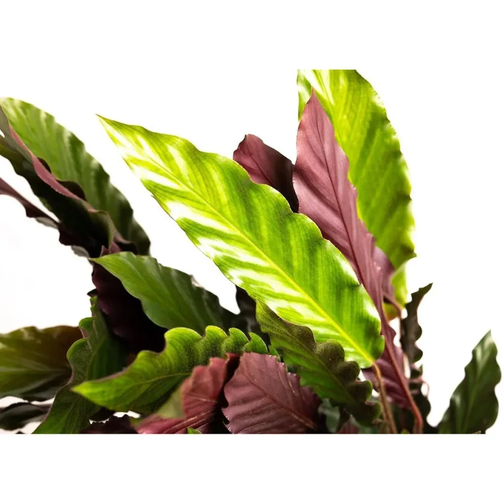 Flowering Peacock Plant - Calathea Rufibarba - Large - 50-60cm - 2 Plants