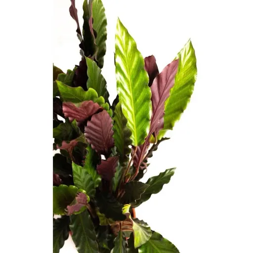 Flowering Peacock Plant - Calathea Rufibarba - Large - 50-60cm - 2 Plants