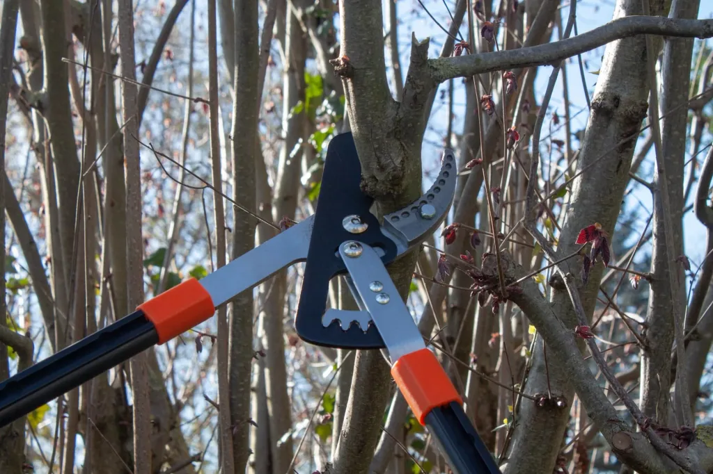 Geared pruning shears and rose miracle shears
