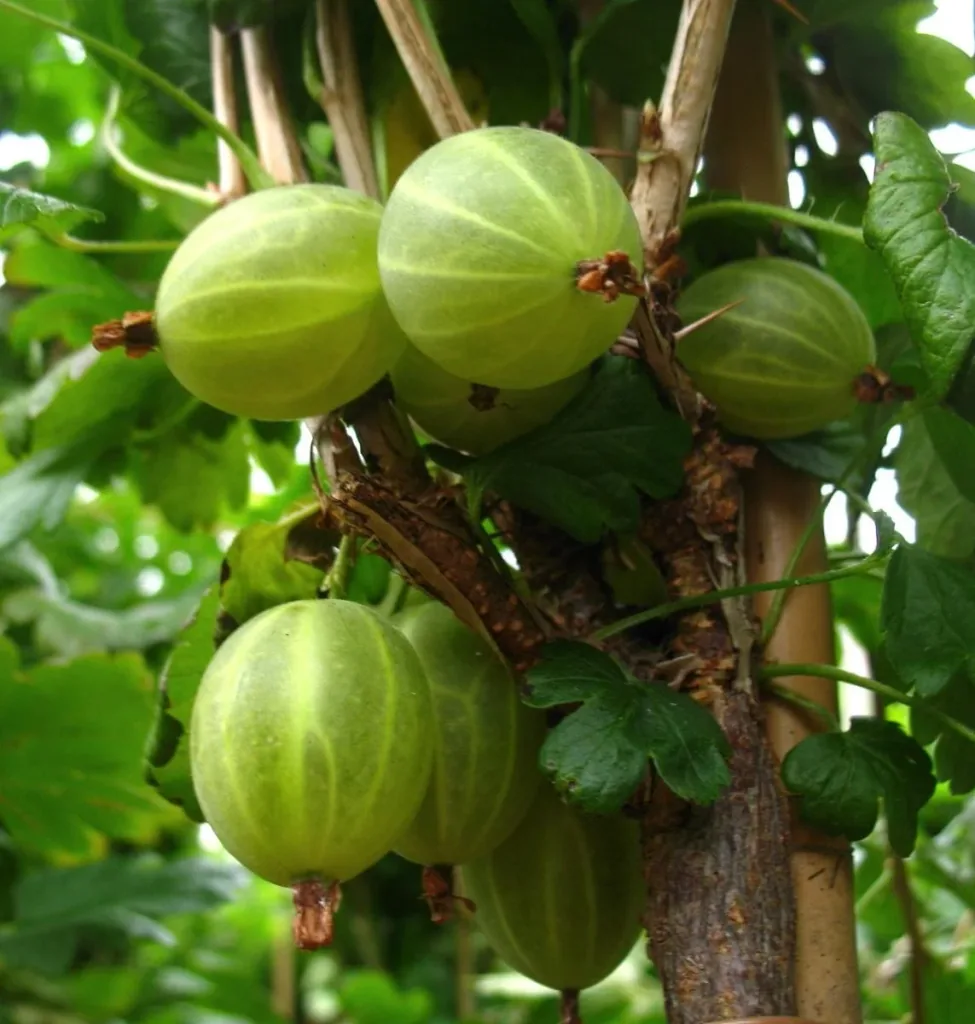Gooseberry green "Mucurines" bush, in a 3.5L container