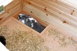 Small animal hutch, 119 x 100 x 119 cm