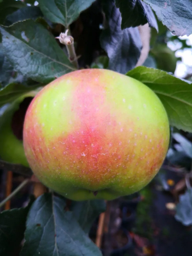 Apple "Jakob Lebel" bush in a 5L container