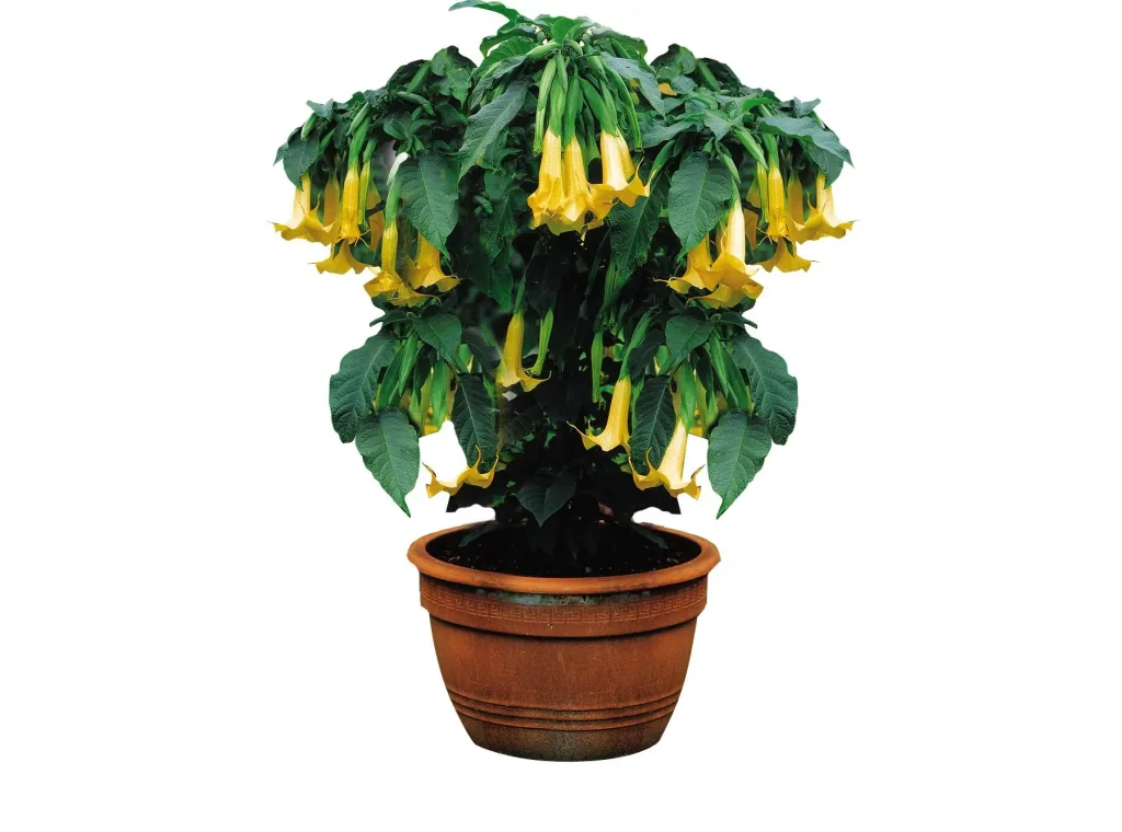 Miracle fertilizer, liquid 1 l