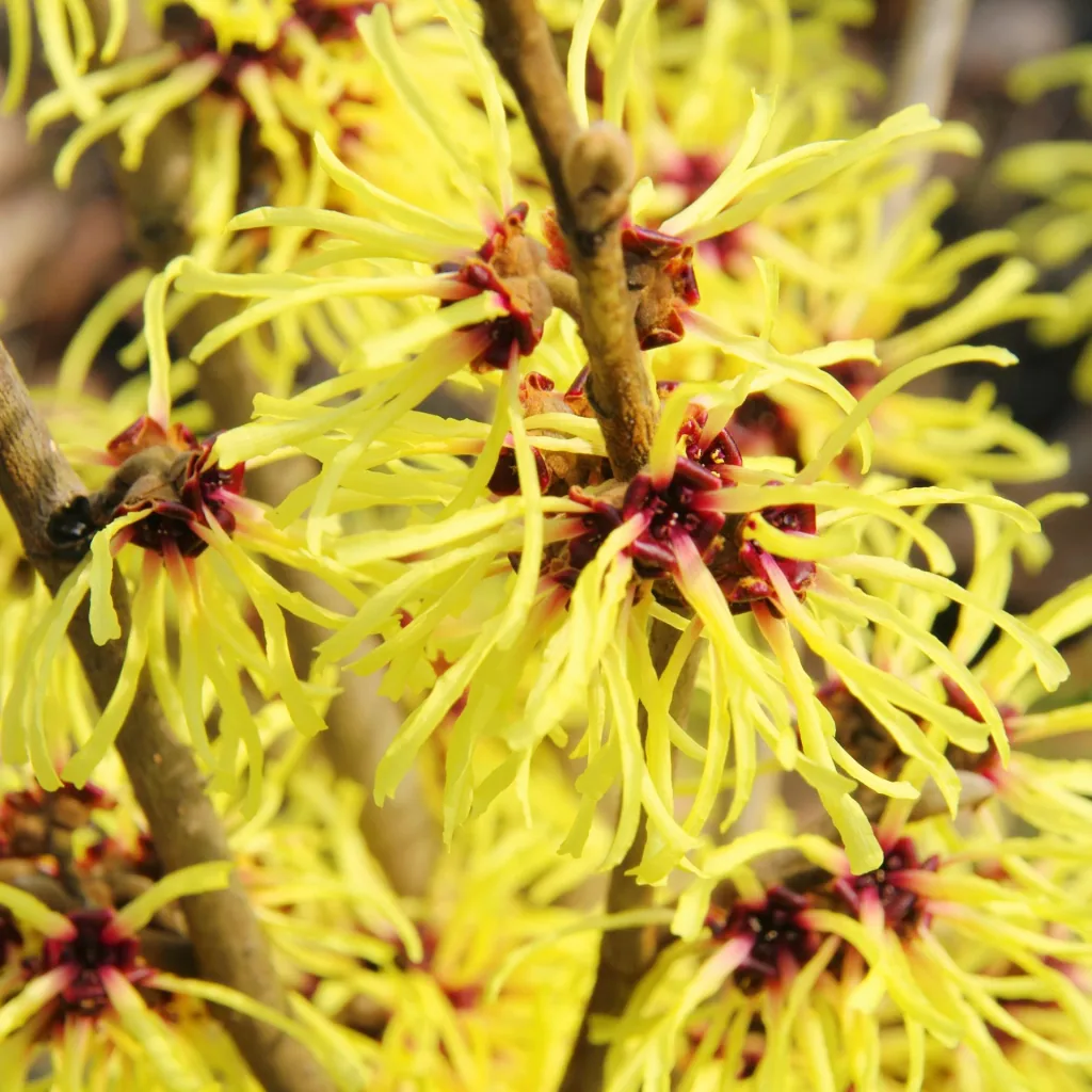 Witch Hazel Westerstede - Hamamelis intermedia - 4 L pot 40-60 cm
