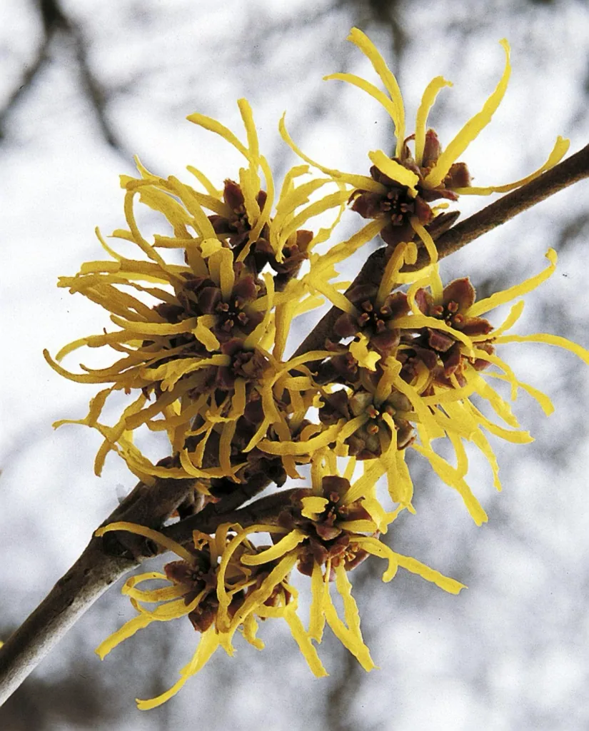 Witch Hazel Westerstede - Hamamelis intermedia - 4 L pot 40-60 cm